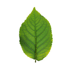 Fototapeta premium Green Leaf with Prominent Veins, isolated on transparent background.