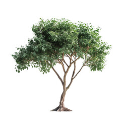 Lush Green Tree with Thin Trunk, isolated on transparent background.