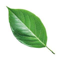 Obraz premium Single Green Leaf, isolated on transparent background.