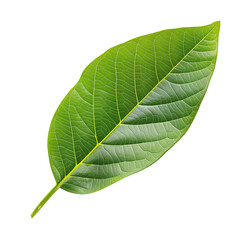 Obraz premium Close-up of a vibrant green leaf, isolated on transparent background.