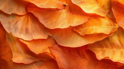 Obraz premium Close-up of soft, delicate orange flower petals.