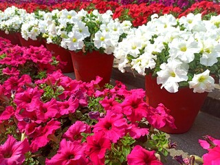 Colorful petunia grown in flower pots at garden