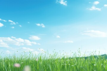 Fototapeta premium Daytime meadow backgrounds outdoors horizon.