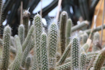 green cactus of beautiful small plants in pots.