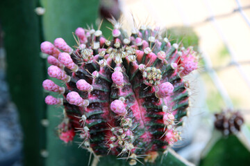 Colorful gymnocalycium cactus with thorns. It's beautiful in nature.Macro photo.