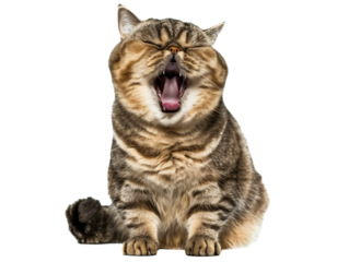 Full body shot of Exotic Shorthair Cat cat yawning. Transparent, white background, isolated.