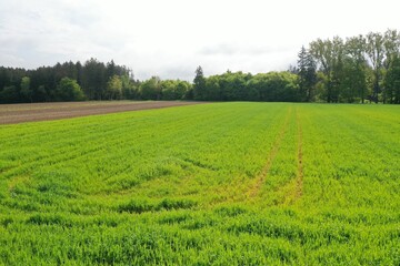 Obraz premium Green field with tracks leading towards a forest in the background under a partly cloudy sky