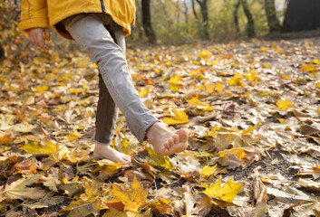 Hello, Autumn. child walks barefoot through fallen dry leaves in an autumn park. Focus on the children's feet. Indian summer. Freedom to live and enjoy