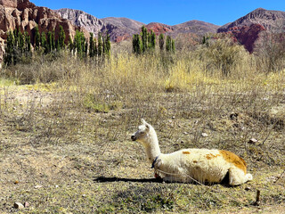 Llama in the Andes mountains, Jujuy, Argentina