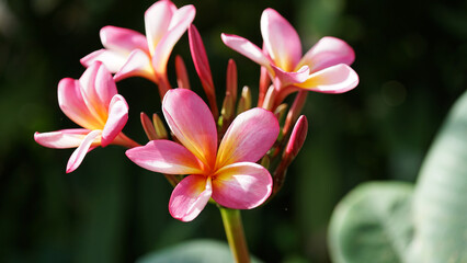 Fototapeta premium A cluster of frangipani flowers blooms