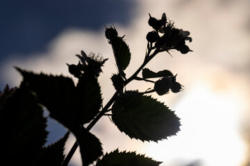 an orchard in which blackberries are grown