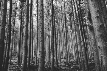 Fototapeta premium 숲