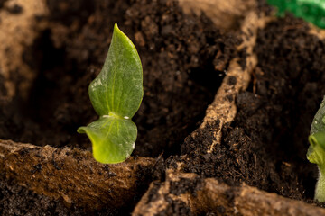 the first sprouts of pumpkin and watermelon in paper pots