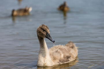 young swans in gray down swim on the lake