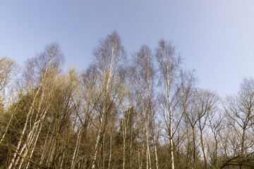 birch trees in the forest in the spring season