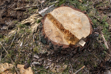 pine forest in Europe during the logging of pine logs