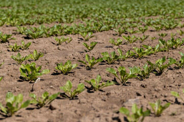 a field with white beetroot for the production of white beet sugar