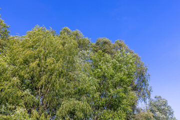 deciduous trees in windy weather in swaying foliage