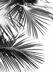 Obraz premium Black and white palm leaves on a light background. Minimalism,