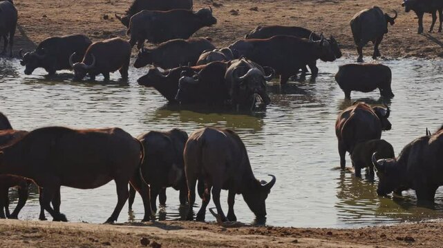 Herd of African buffalo in a waterhole early morning
