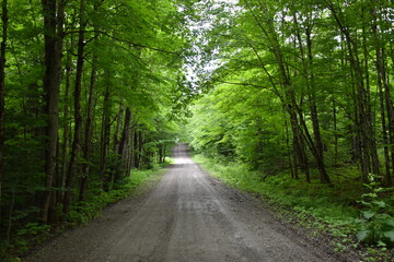 Naklejka premium A deserted road in summer, Sainte-Apolline, Québec, Canada