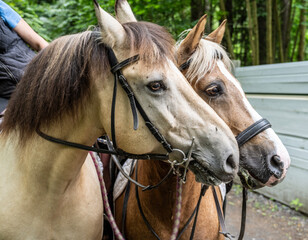 Fototapeta premium beautiful horses close up in the green forest on a sunny summer day