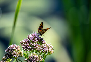 beautiful insects close up in a green forest on a sunny summer day