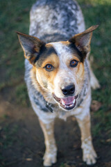 Portrait of a young, happy Blue Heeler in a grassy meadow. Vertical.