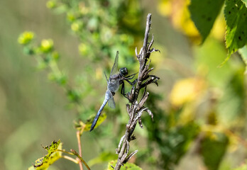 beautiful insects close up in a green forest on a sunny summer day