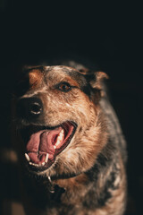 Portrait of a young, hyper Australian Cattle Dog against a black backdrop. Vertical.