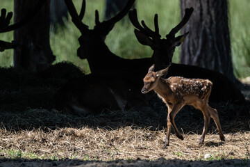 young deer close-up in a green forest against the background of shadows of large deer on a sunny summer day