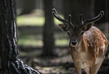 Fototapeta premium red deer close-up in a green forest in natural conditions on a sunny summer day