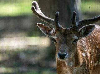 red deer close-up in a green forest in natural conditions on a sunny summer day