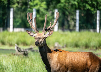red deer close-up in a green forest in natural conditions on a sunny summer day