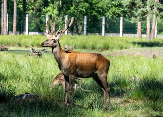 red deer close-up in a green forest in natural conditions on a sunny summer day