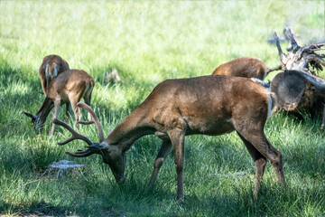 red deer close-up in a green forest in natural conditions on a sunny summer day