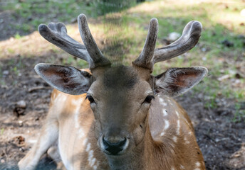 red deer close-up in a green forest in natural conditions on a sunny summer day