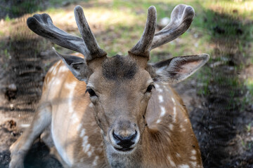 red deer close-up in a green forest in natural conditions on a sunny summer day