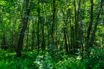 Obraz premium Generic forest in Maine in the summertime.