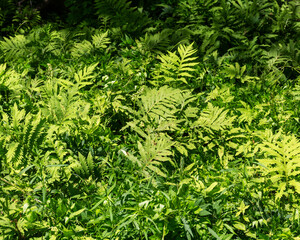 Wild ferns grow in a sunny spot in Maine in the summer.