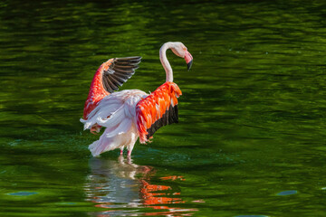 A flamingo is standing in a body of water, with its wings spread out