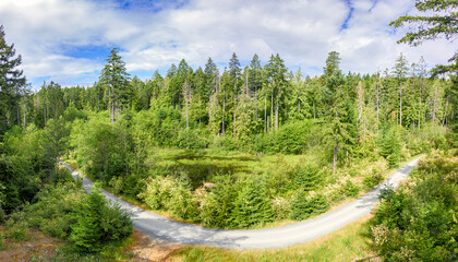 Fototapeta premium Forest landscape with gravel road around a small pond in the middle