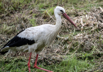 white stork in natural conditions on a sunny summer day