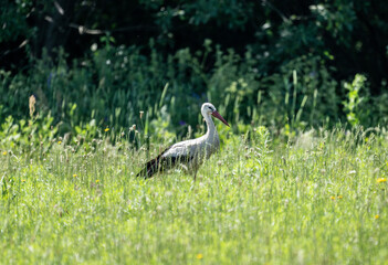 white stork in natural conditions on a sunny summer day