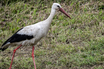 white stork in natural conditions on a sunny summer day