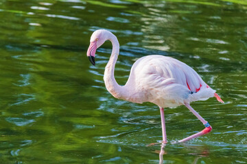 A flamingo is standing in a body of water