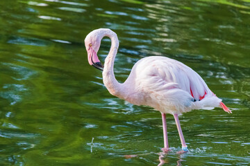 A flamingo is standing in a body of water