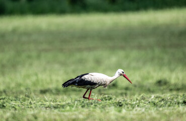 white stork in natural conditions on a sunny summer day