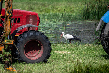 white stork in natural conditions on a sunny summer day