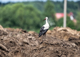 white stork in natural conditions on a sunny summer day